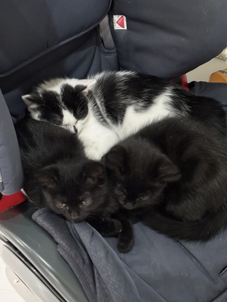 Who wants to wait whilst my kittens are born!