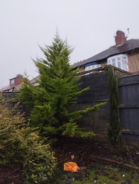 Tree id help please!