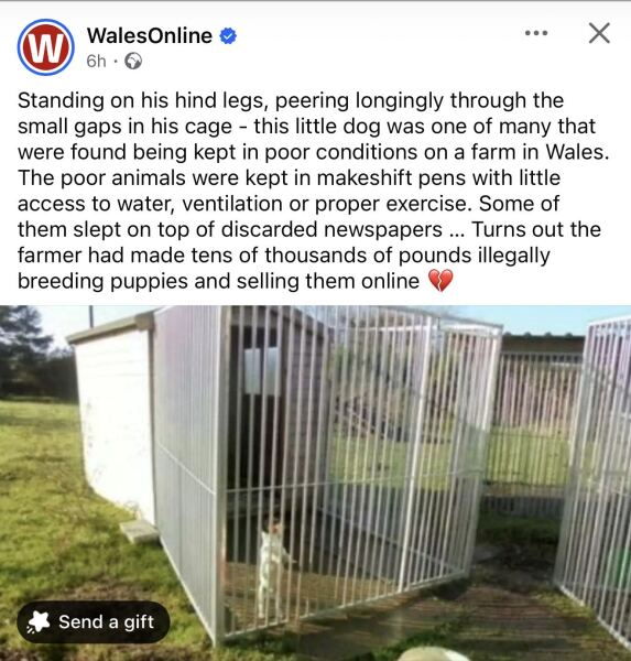 If this doesn’t deter people from buying a puppy without thoroughly checking the breeder, then I don’t know what will!