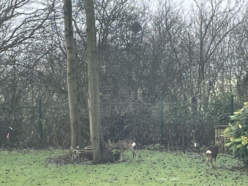 January Jingles, Valentine Capers, Frugal Fun Shenanigans & Looking Forward to Spring!