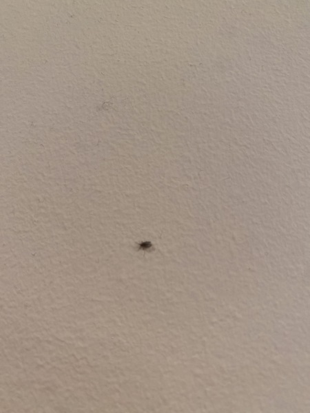 Help!!! Do I have an infestation?