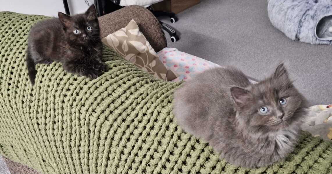 Name ideas for 2 kittens