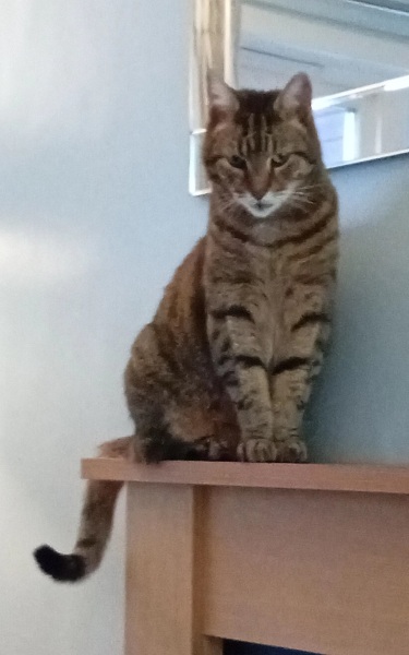 Are your cats training for any careers?