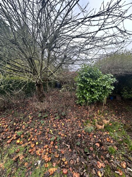 wtf can we do with hundreds of rotting apples