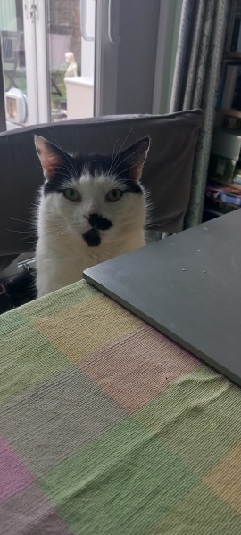 Are your cats training for any careers?