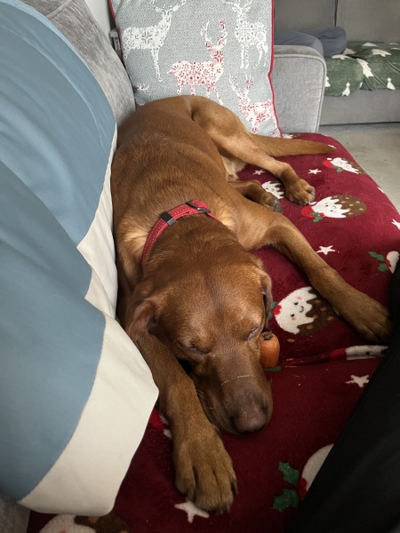 Must greyhounds sleep on sofas?