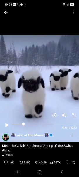 The Bluestocking, where the cheese is plentiful and the Champagne is on Boiledbeetle