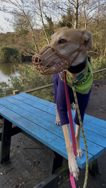 Thread 40 Starmer: Prettig Kerstfeest, Nollaig Shona, Hyvää Joulua, Nadolig Llawen ,圣诞快乐, God Jul, Feliz Navidad, Bouan Noué, Nollaig Chridheil.