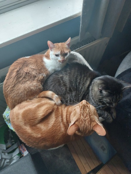 Thread 42 Starmer : Du drikker en kop te, og så tænker du lidt over alting