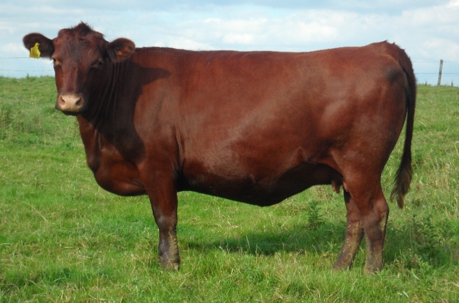 The Bluestocking, where the cheese is plentiful and the Champagne is on Boiledbeetle