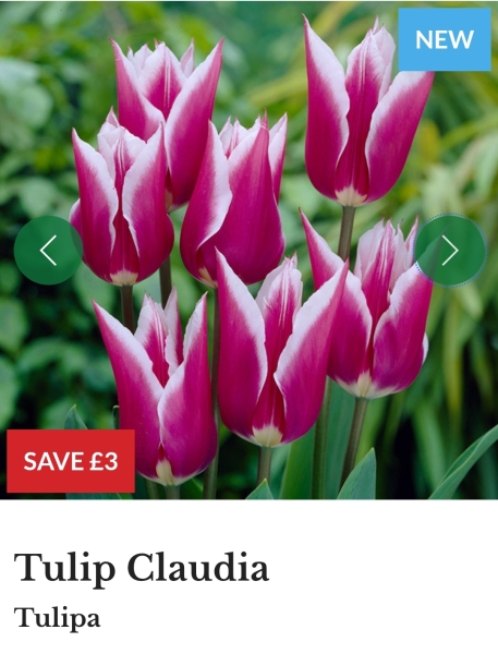 Tulip bulbs - plant BEFORE or AFTER the first frost?