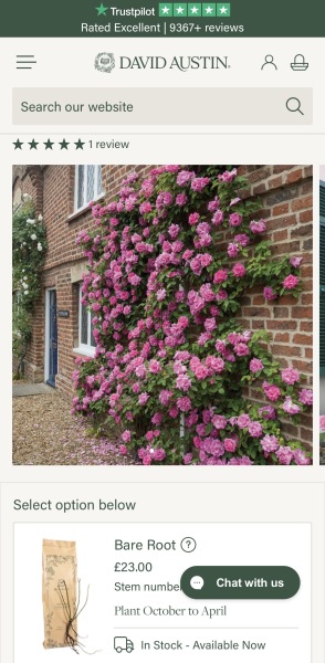 Any recommendations for a climbing rose for a container?