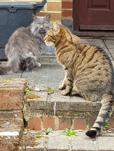Are your cats training for any careers?
