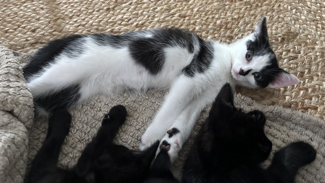 Who wants to wait whilst my kittens are born!