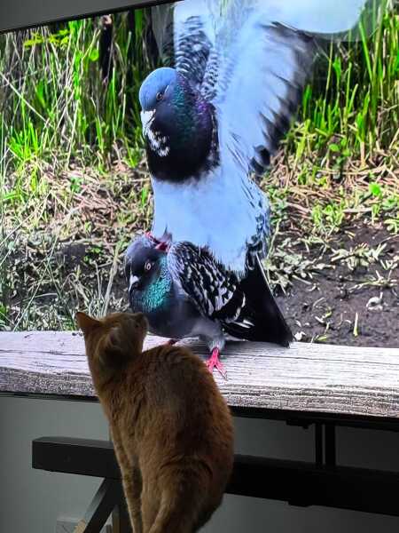 My cat watches TV!