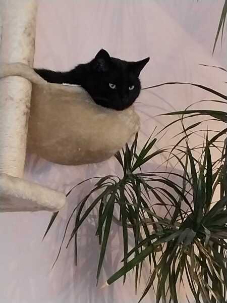 Whatever Atrocity is Next... - Trump Thread #154