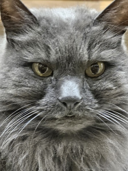 Are your cats training for any careers?