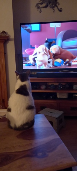 Are your cats training for any careers?