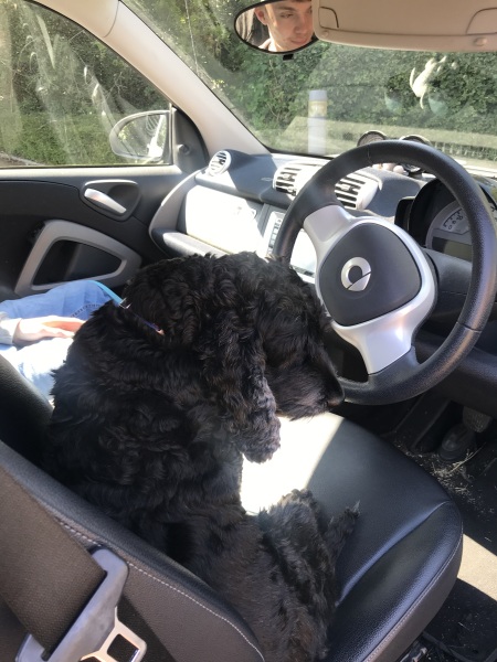 Crate or carrier for car - any recommendations?