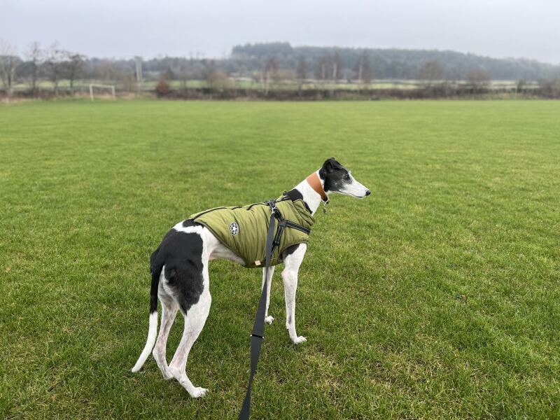 Interesting to watch different dog breeds…