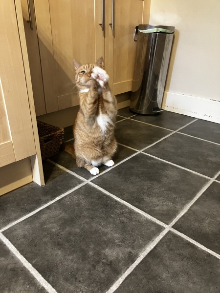 Are your cats training for any careers?