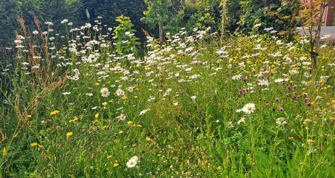 No mow grass or other alternatives?