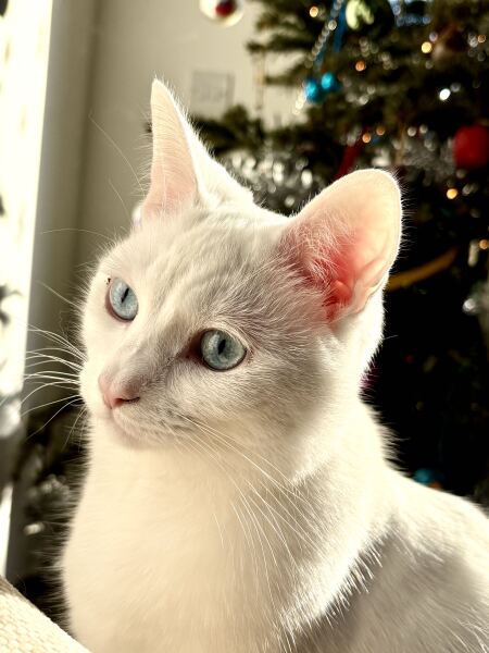 The Excellent Cats welcome the new year by planning an expedition in search of 'She who must not be named'