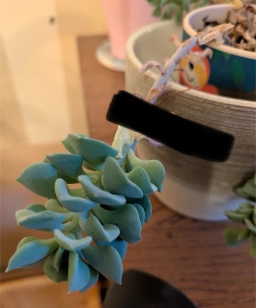 Anyone knowledgeable about succulents?