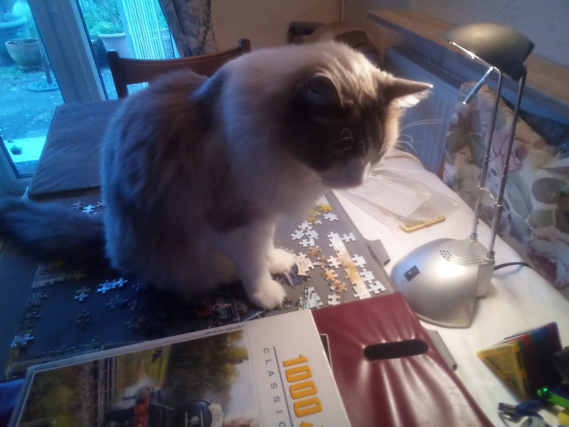 Are your cats training for any careers?