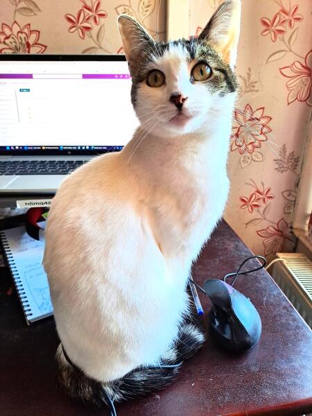 Are your cats training for any careers?