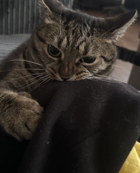 Are your cats training for any careers?