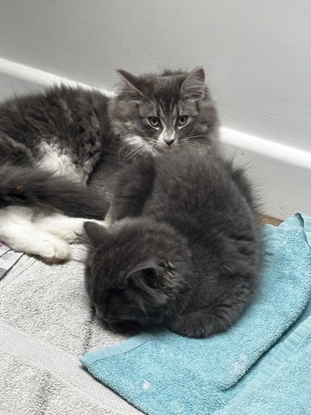 Kitten cuteness