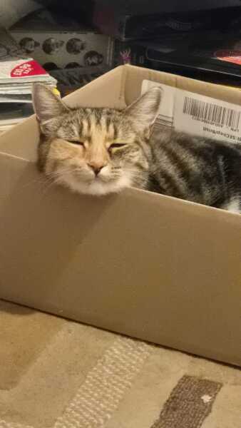 Are your cats training for any careers?