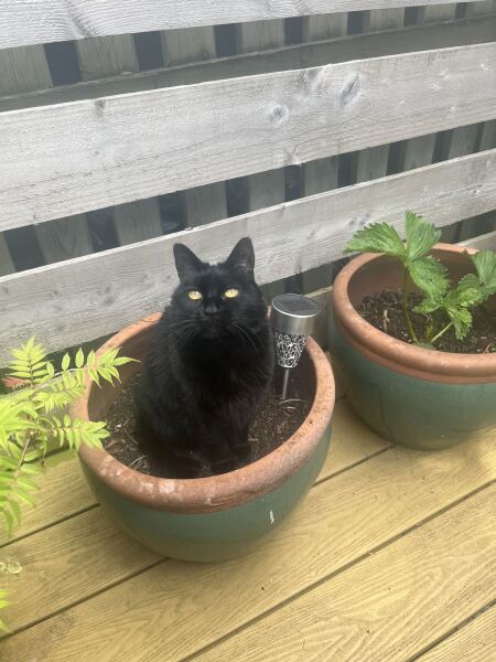 Are your cats training for any careers?