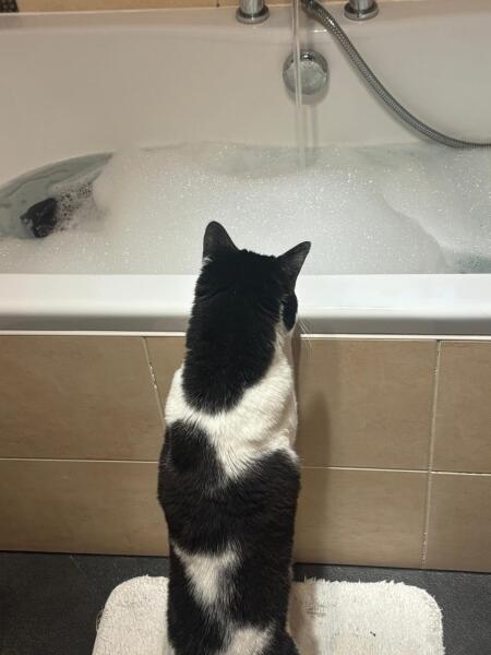 The Excellent Cats welcome the new year by planning an expedition in search of 'She who must not be named'