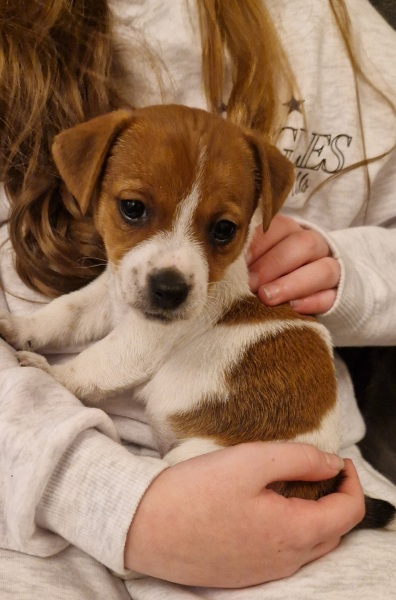 New Puppy - what to do overnight