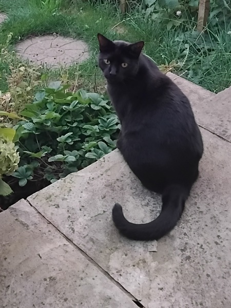 Are your cats training for any careers?
