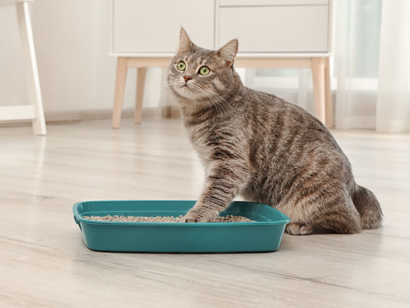 Litter tray hacks!