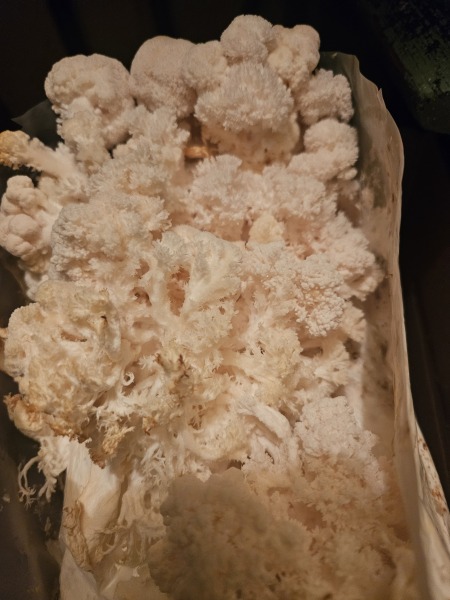 The Nigel Slater Christmas Chronicles Readalong 2025/6 Part 4