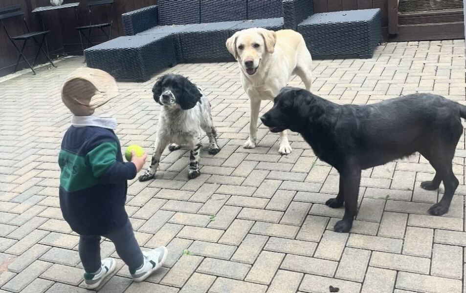 Springador advice please