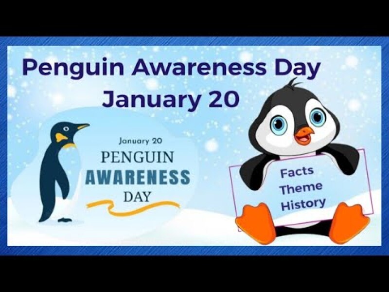 DH’s penguin obsession