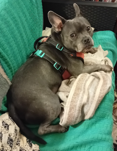 The Continuing Support Thread for Anyone Trying to Lead an Alcohol-Free Life Spring 2026