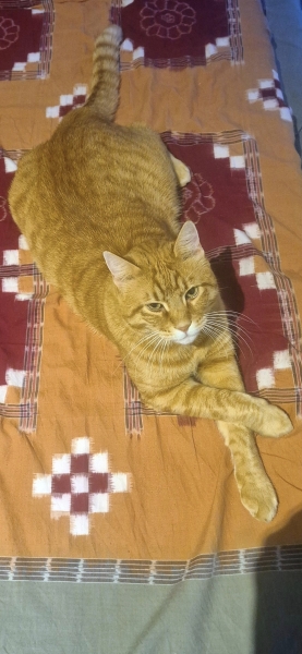 Are your cats training for any careers?