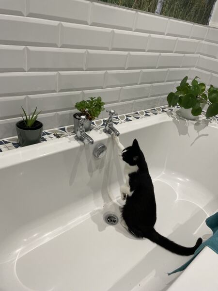 Are your cats training for any careers?