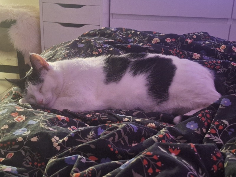 White cat hairs nightmare