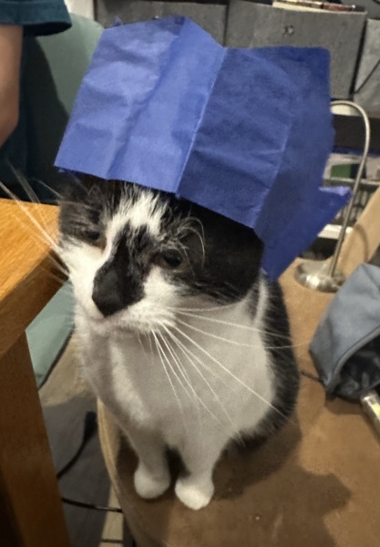 Are your cats training for any careers?