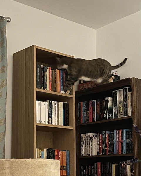 Are your cats training for any careers?