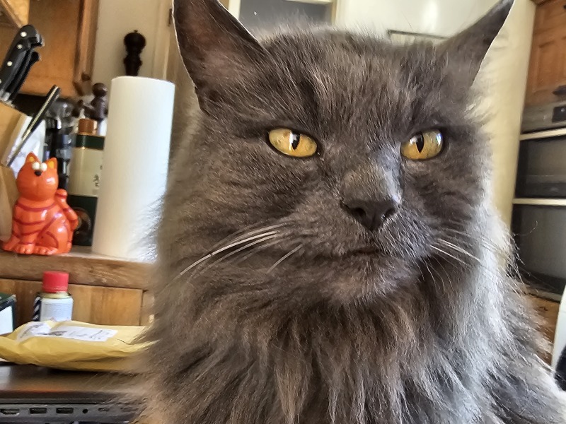 Are your cats training for any careers?