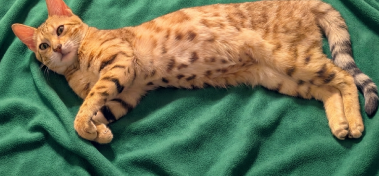 Are your cats training for any careers?