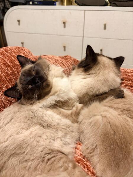 Ragdoll waking me up!